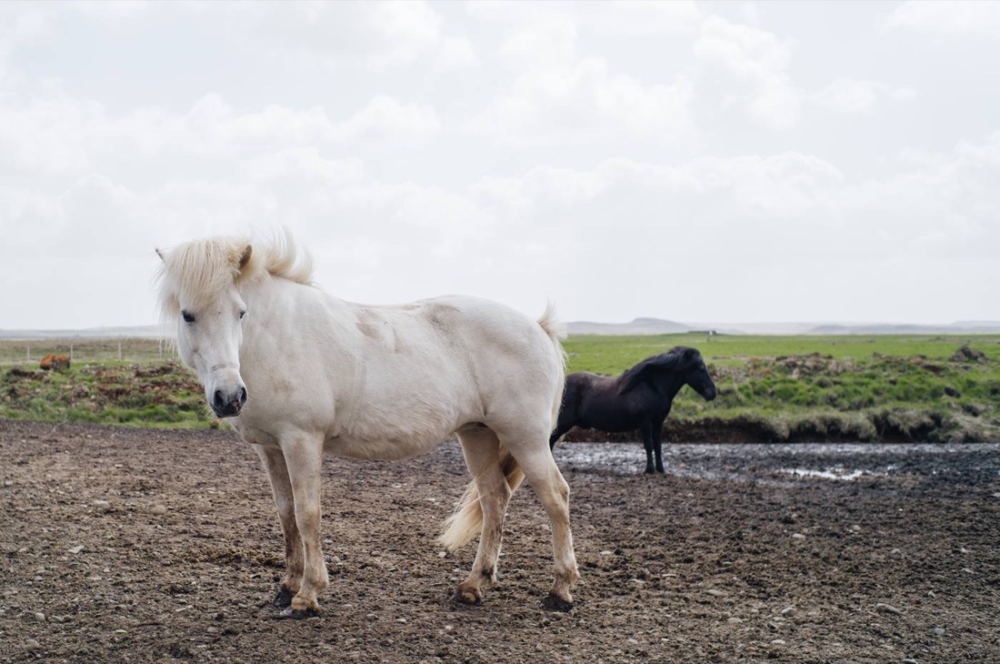 A white Icelandic horse